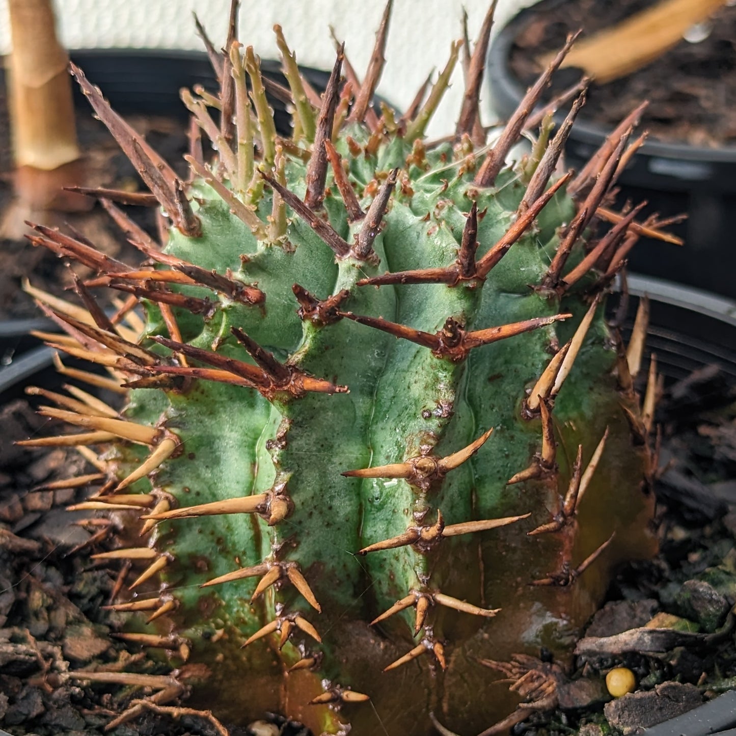 Euphorbia horrida v. major nova