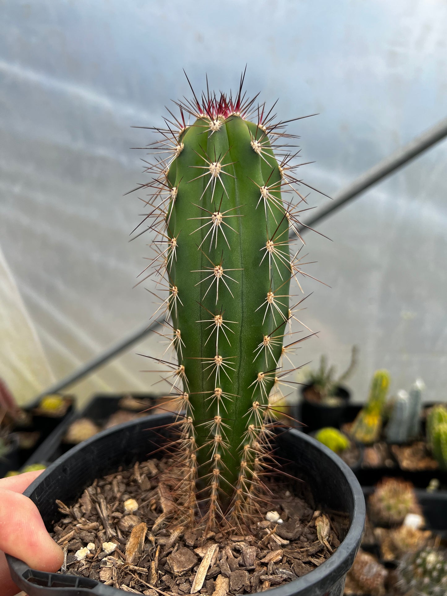 Pachycereus weberi
