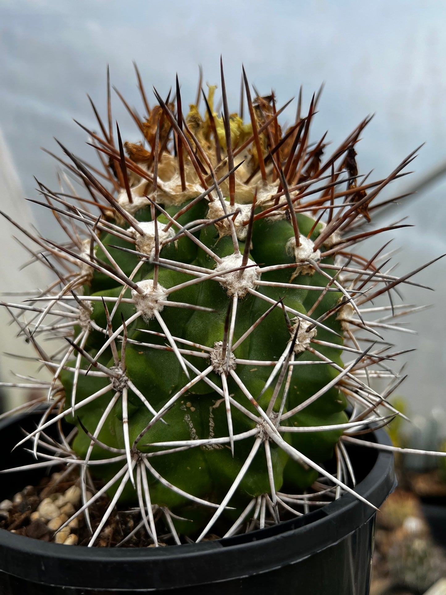 Copiapoa coquimbana LARGE