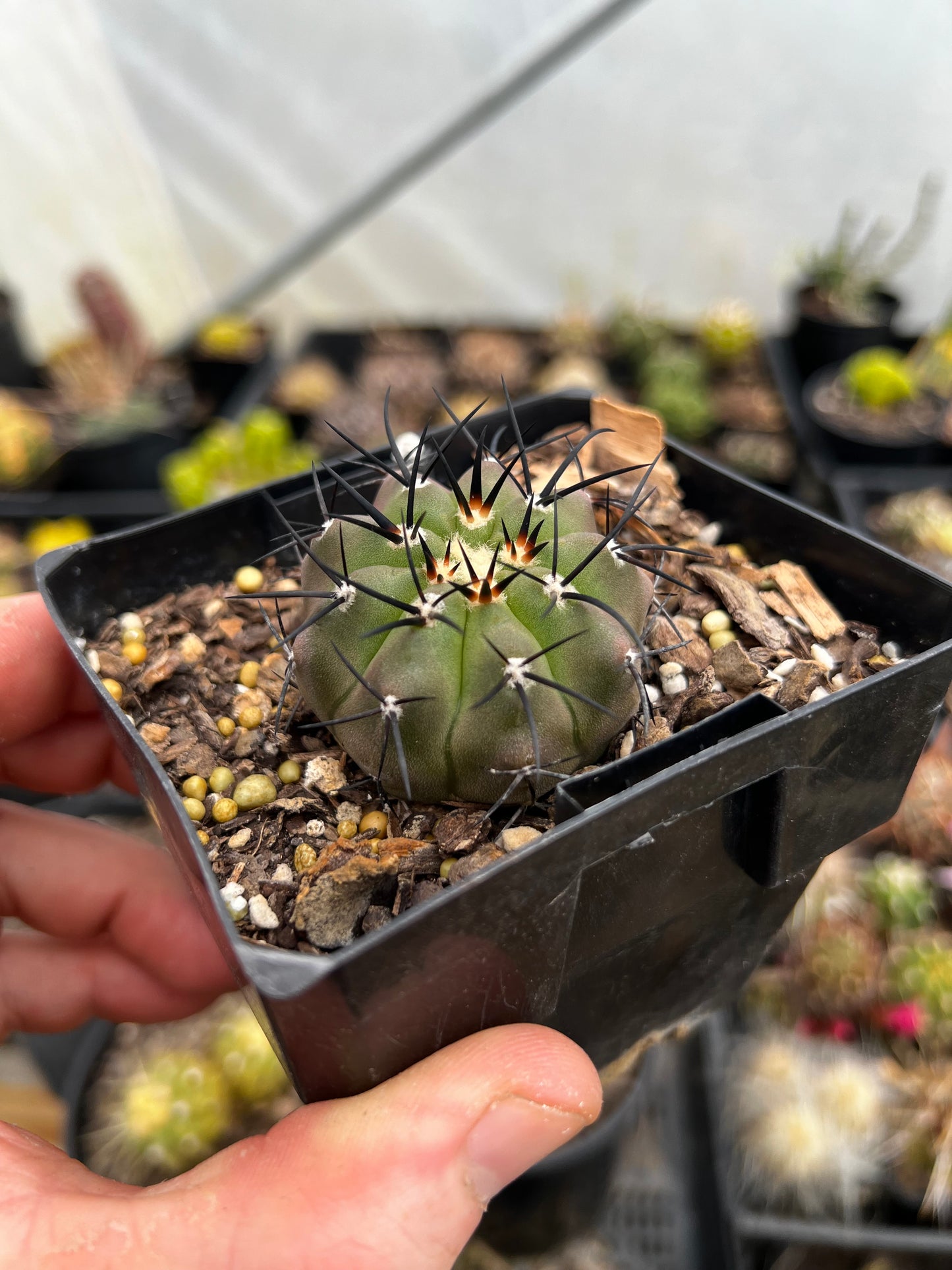 Copiapoa cinerea