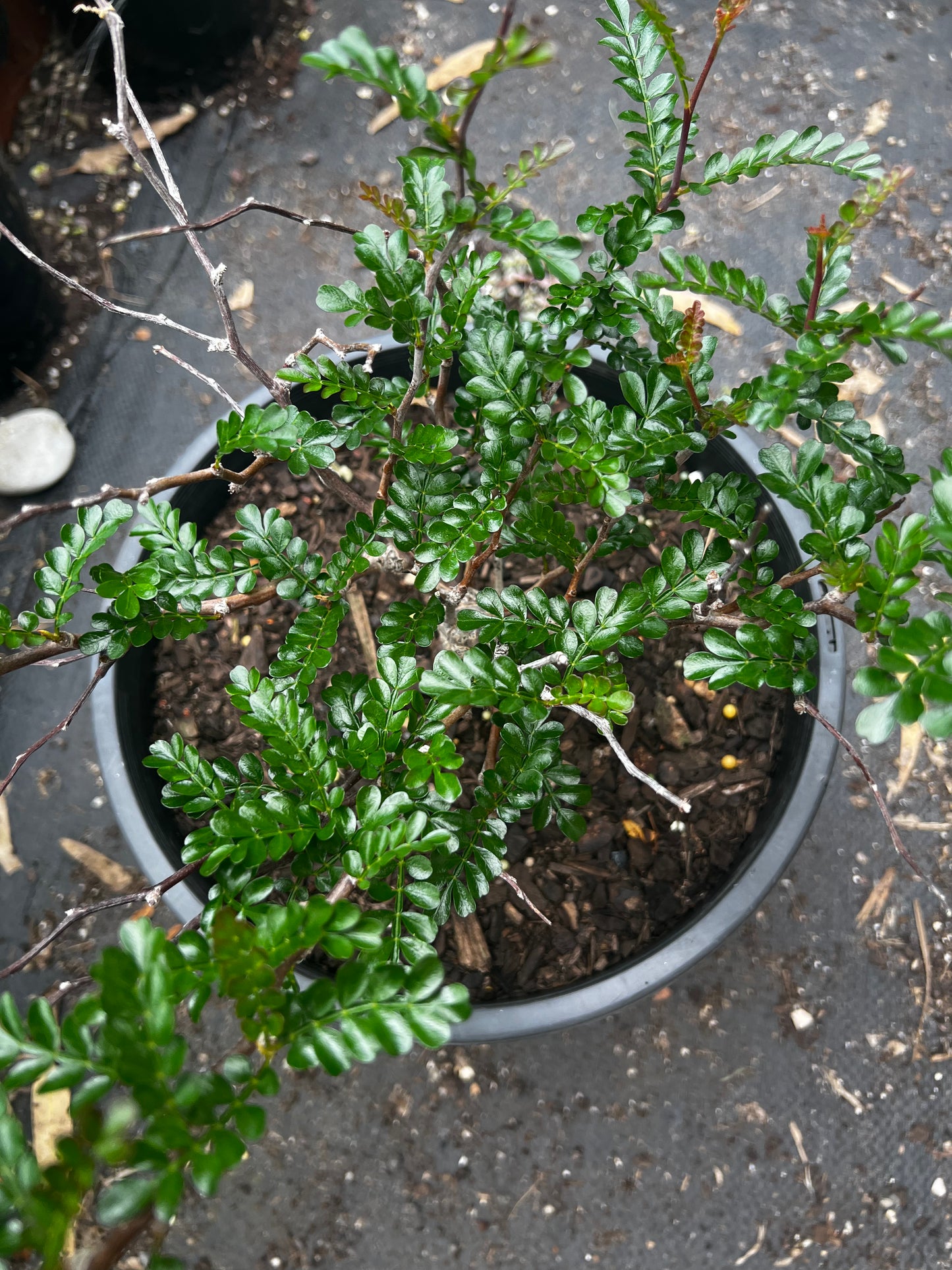 Operculicarya pachypus XL