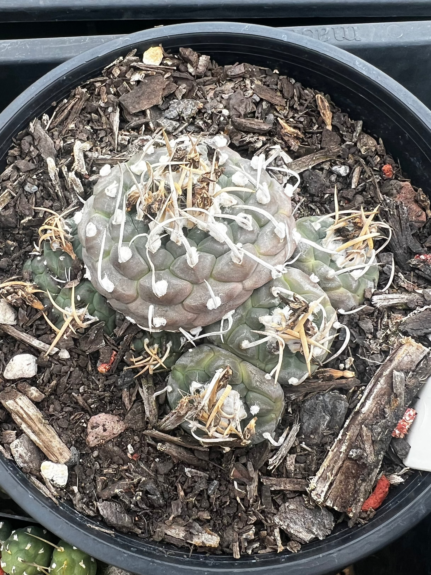 Turbinicarpus schmiedickianus