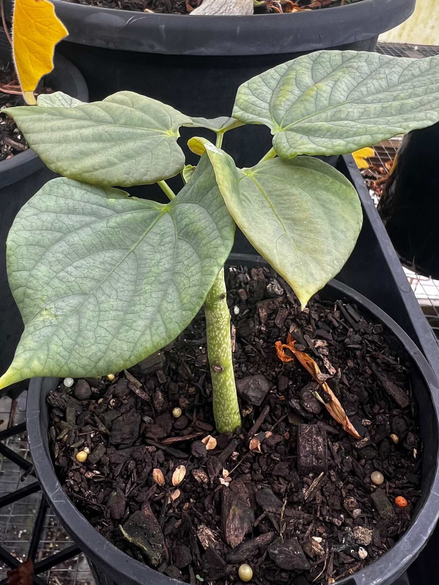 Adenia firingalavensis