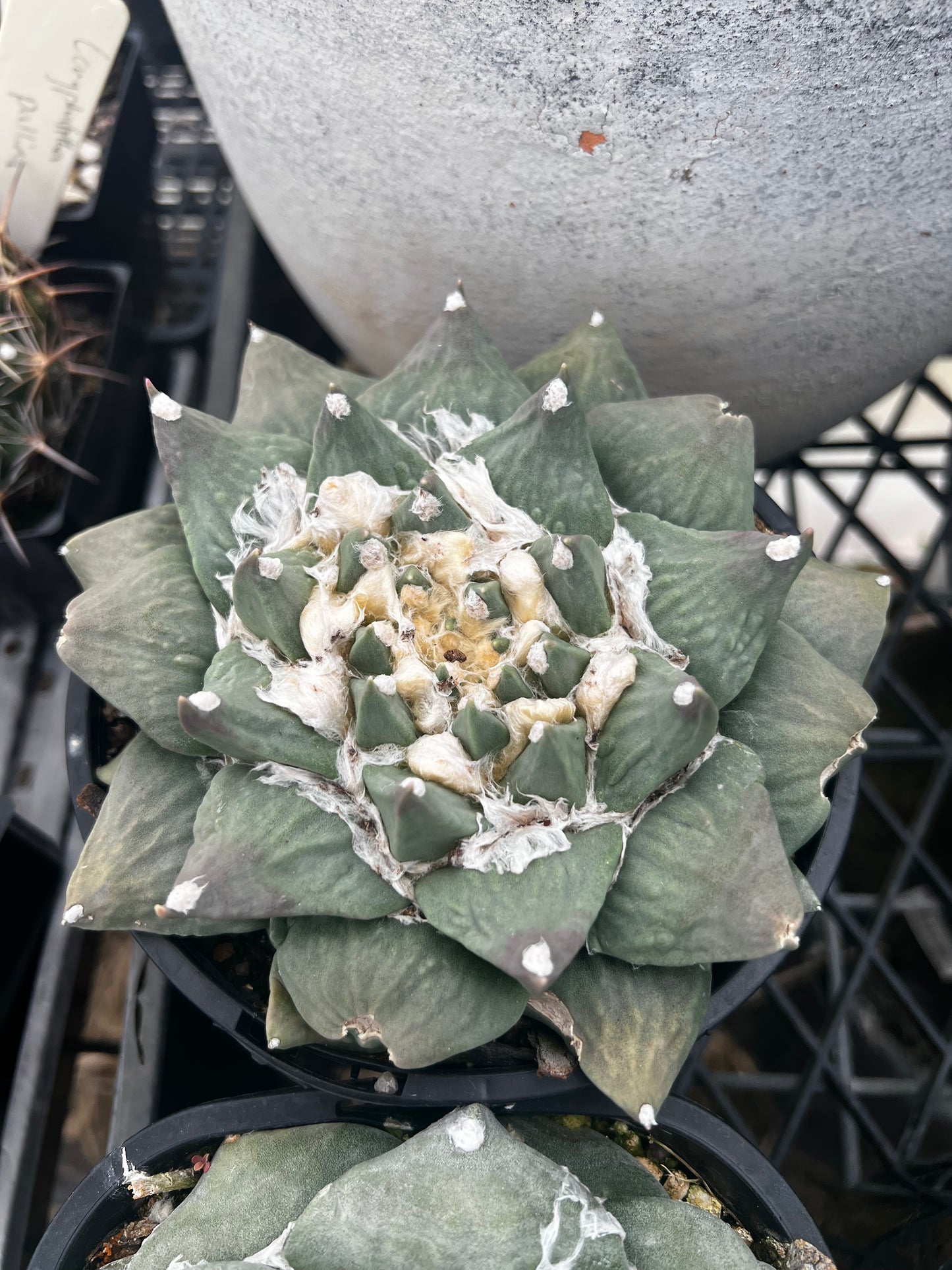 Ariocarpus retusus ‘San Rafael’ XL