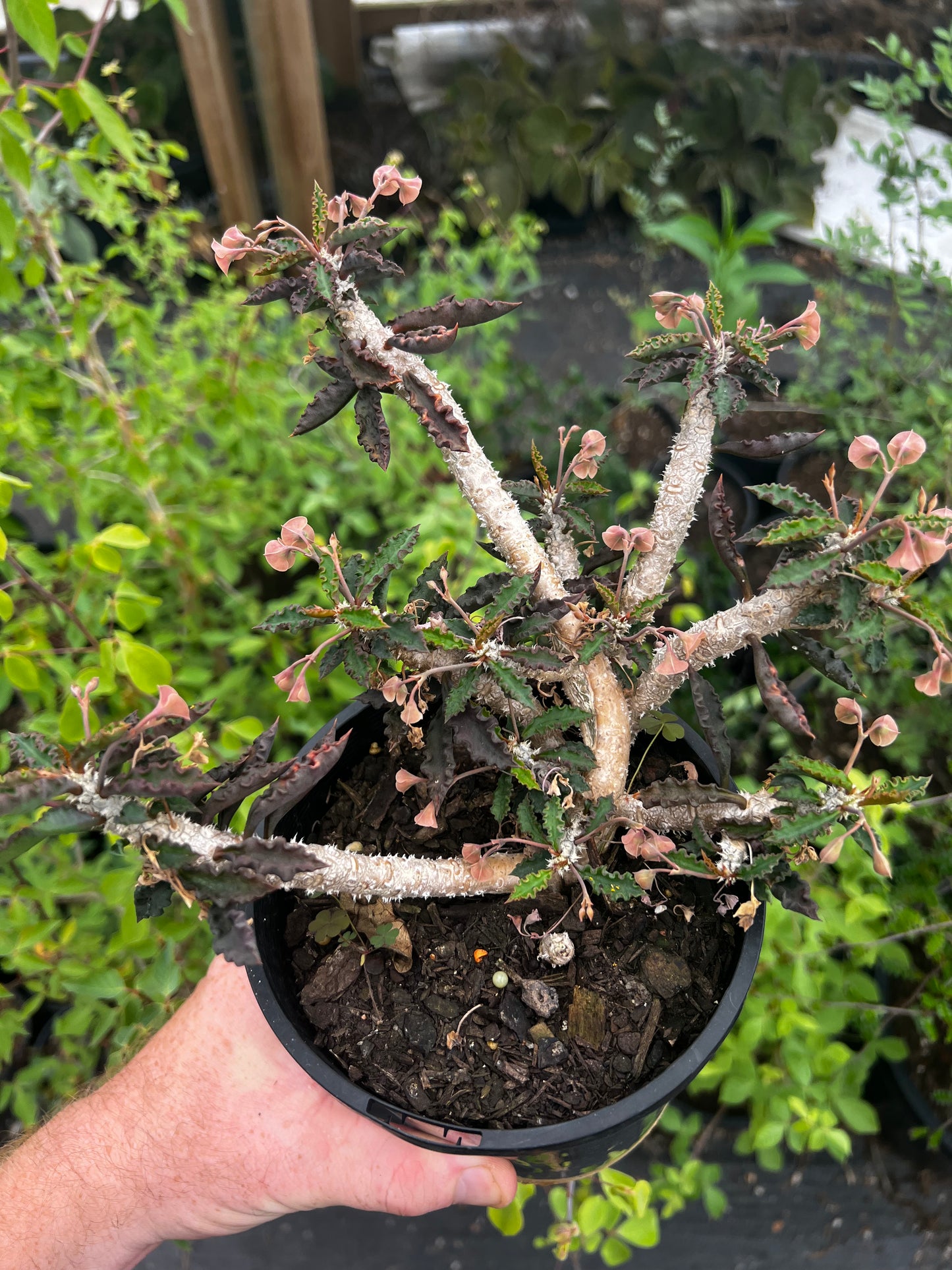 Euphorbia cap-saintemariensis LARGE