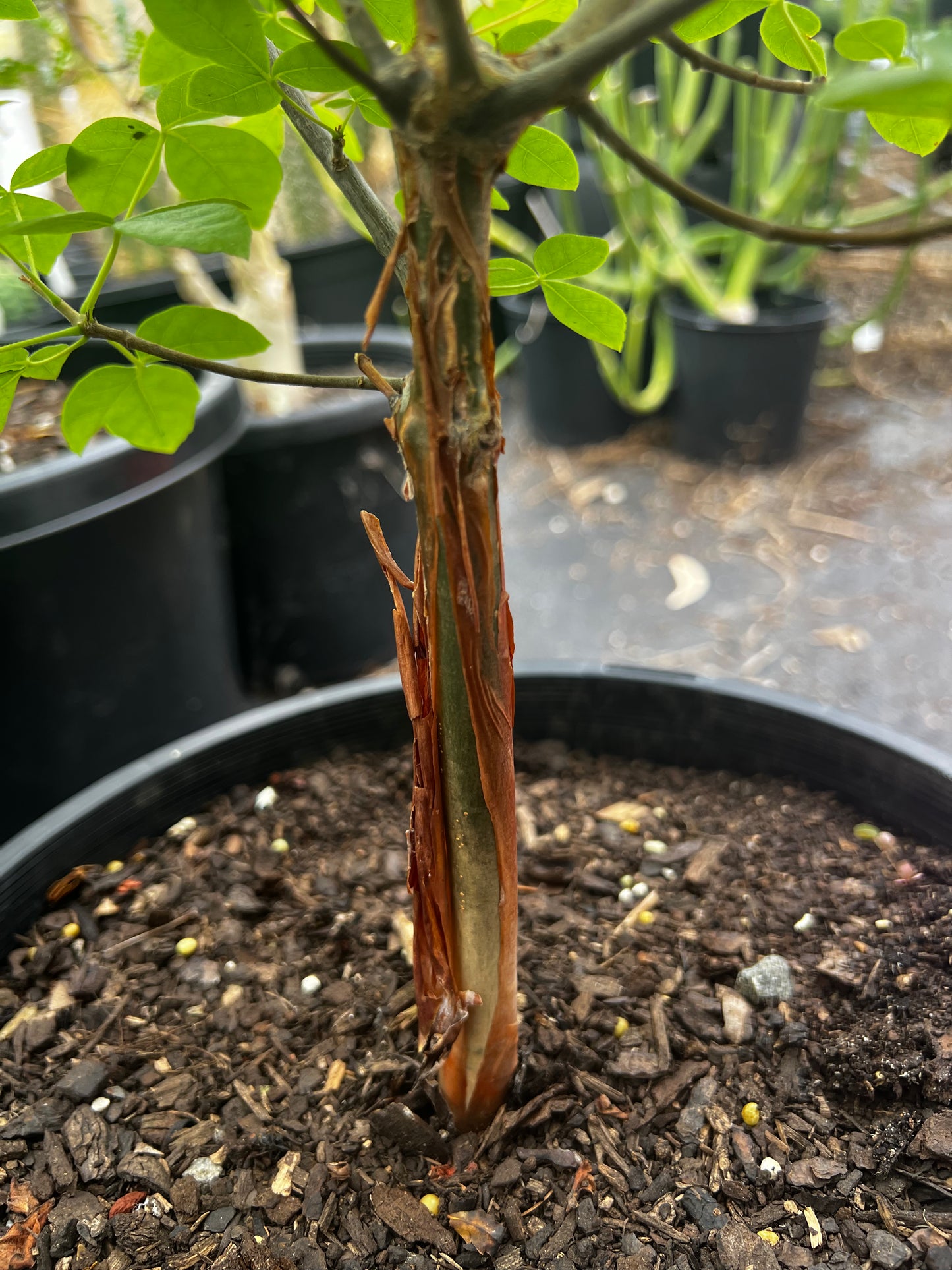 Commiphora mildbraedtii XL