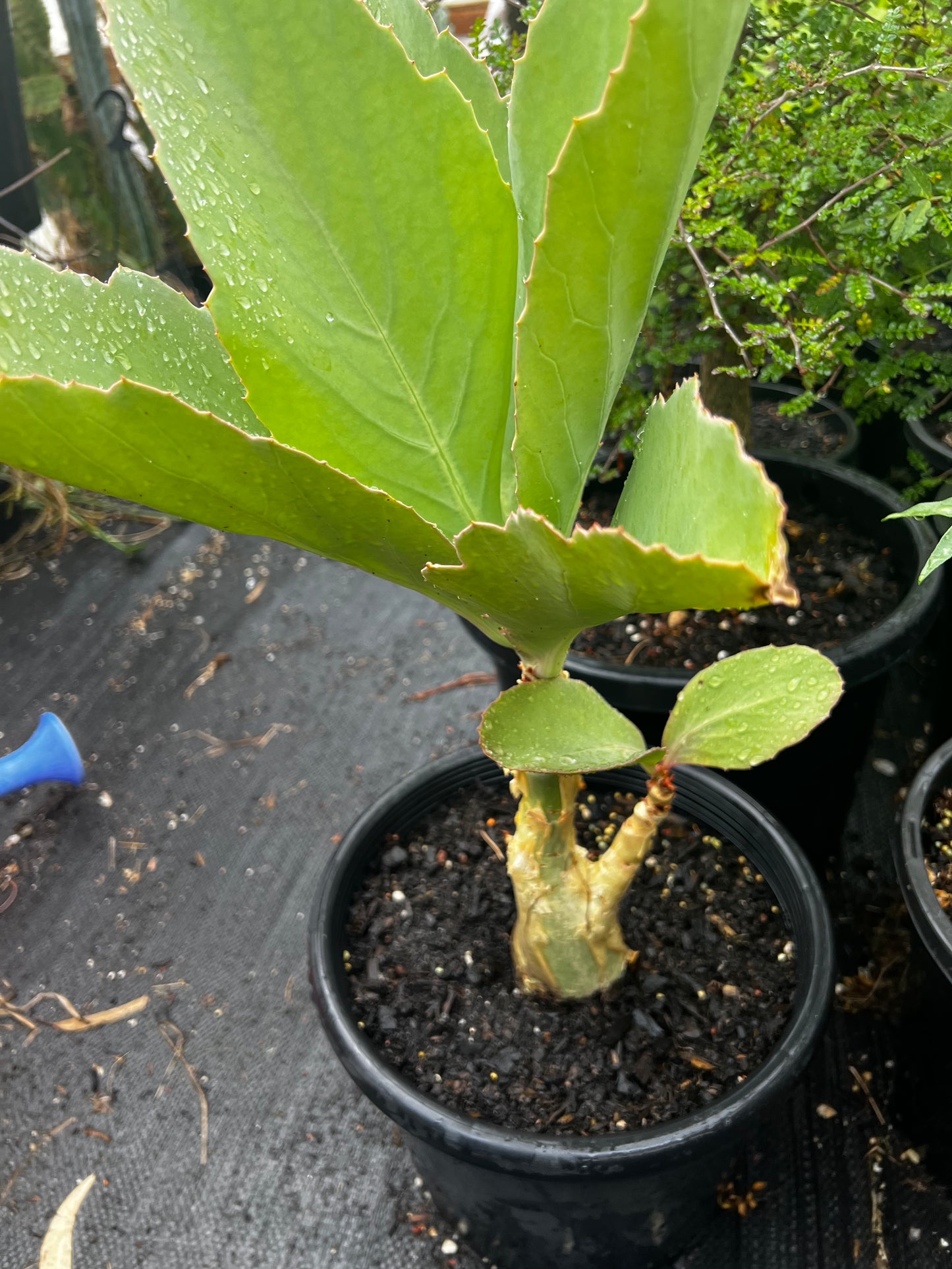 Cyphostemma juttae XL