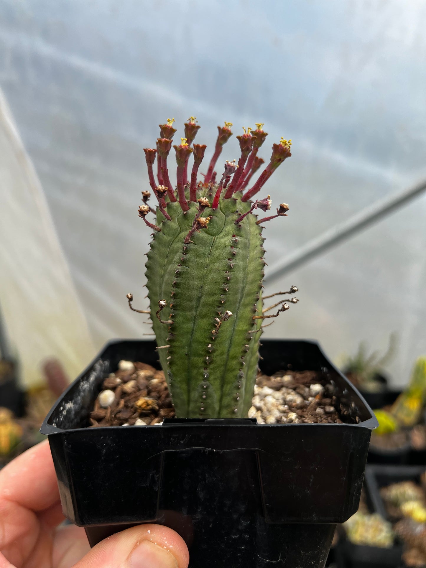 Fockea edulis XL