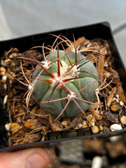 Echinocactus horizontalonius