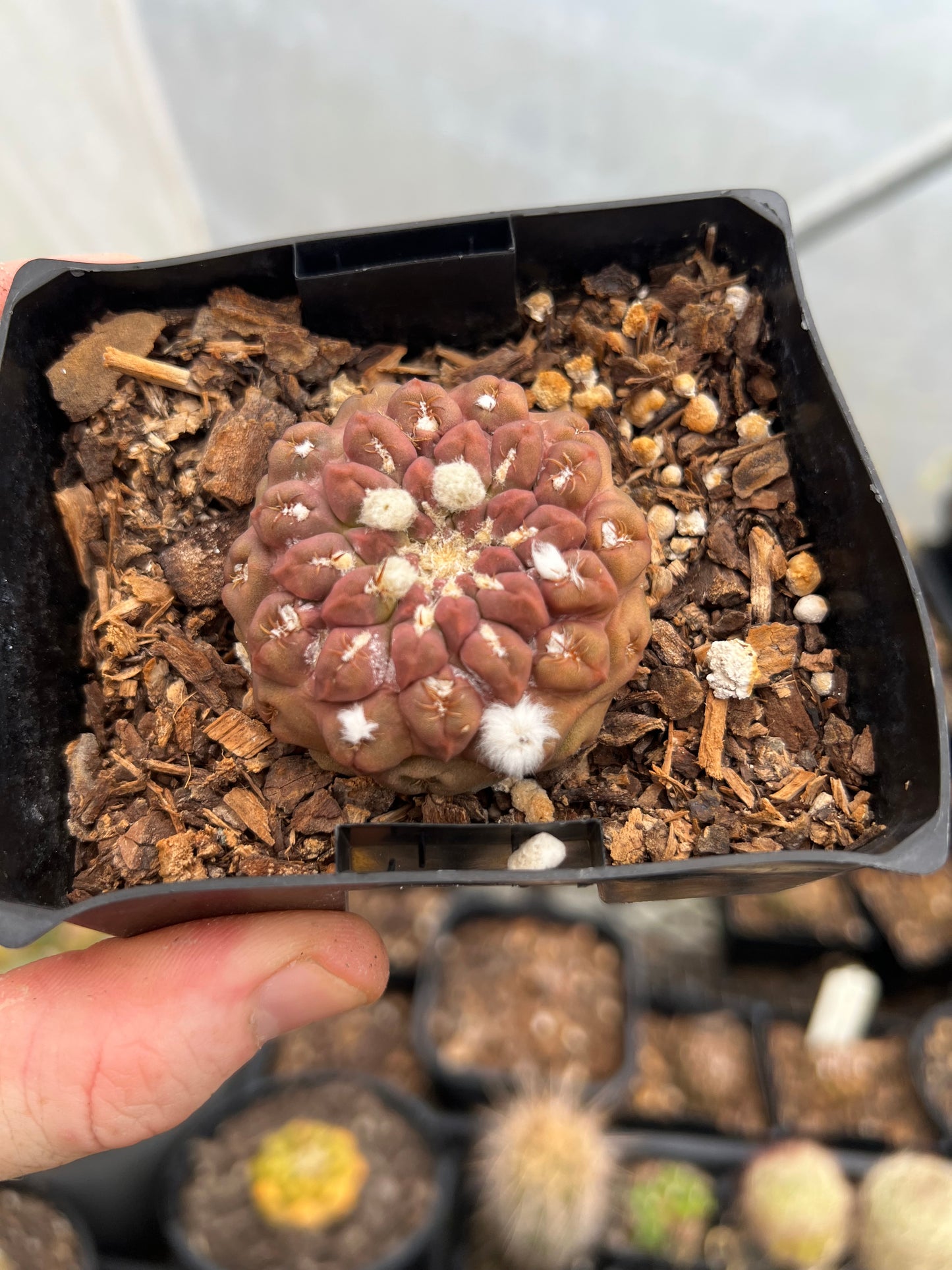 Fockea edulis XL