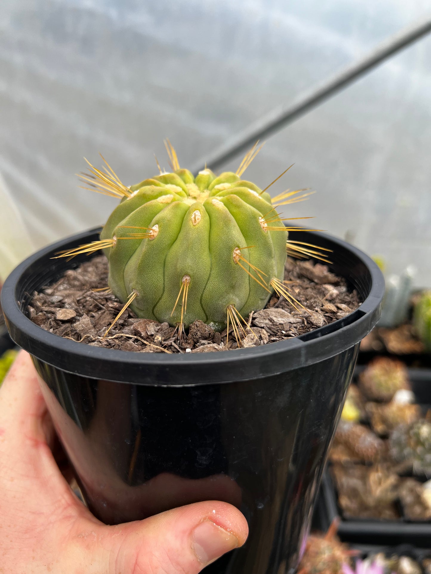 Fockea edulis XL