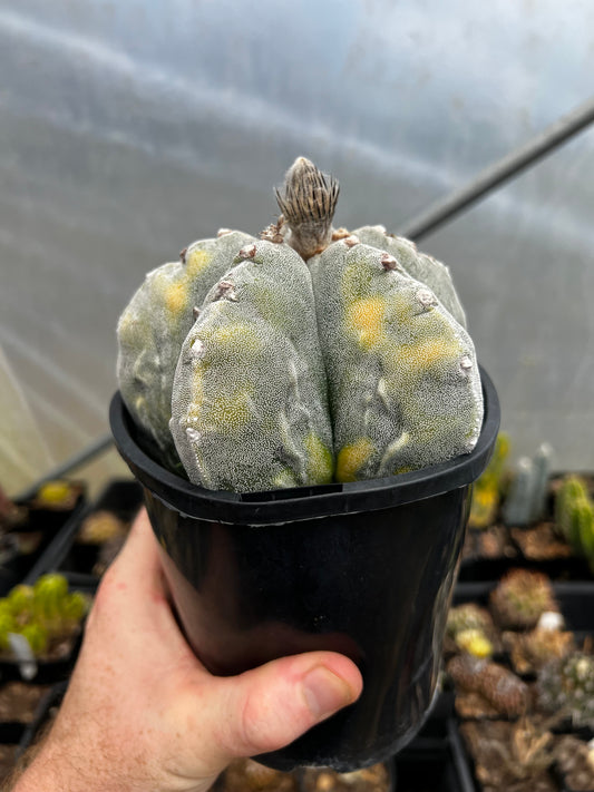 Astrophytum fukuryu variegata XL