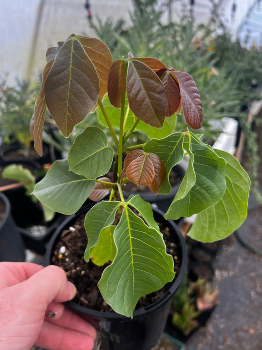 Pseudobombax elipticum (WHITE FLWR)