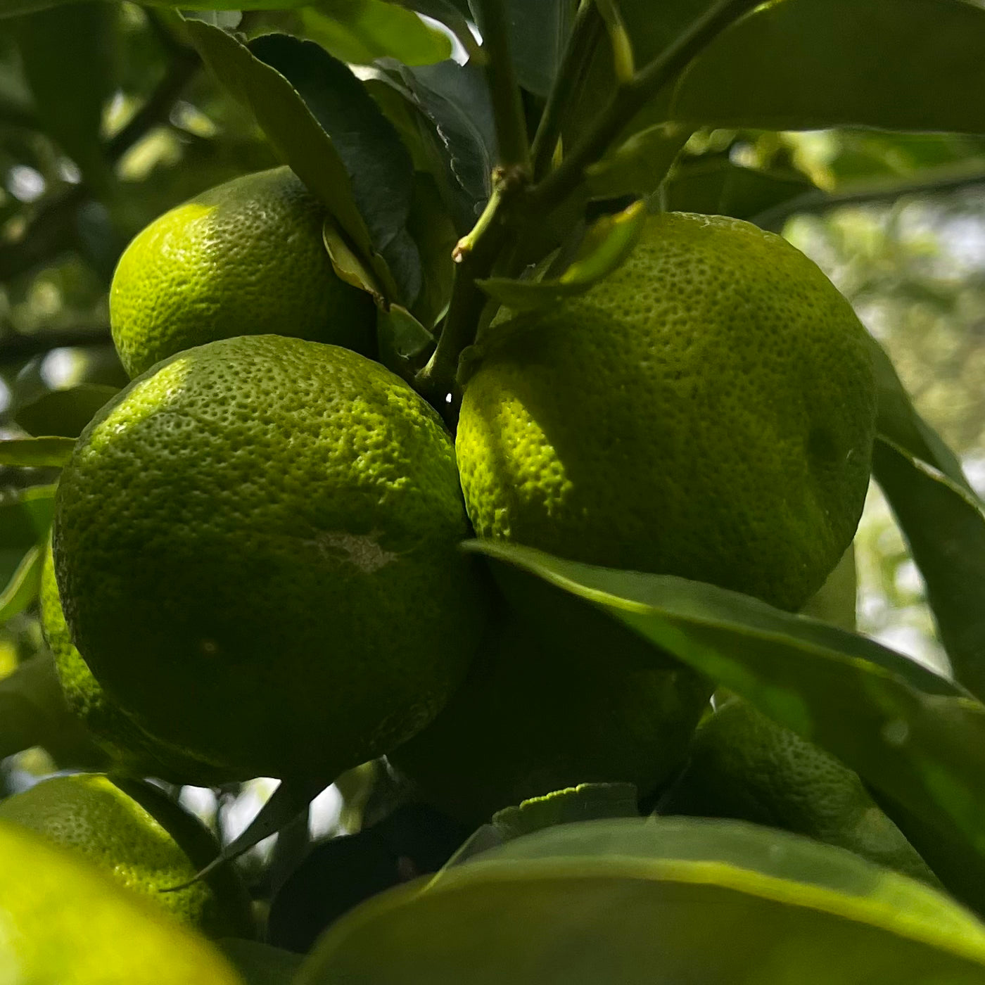 Fresh Yuzu Fruit PREORDER (VIC ONLY)