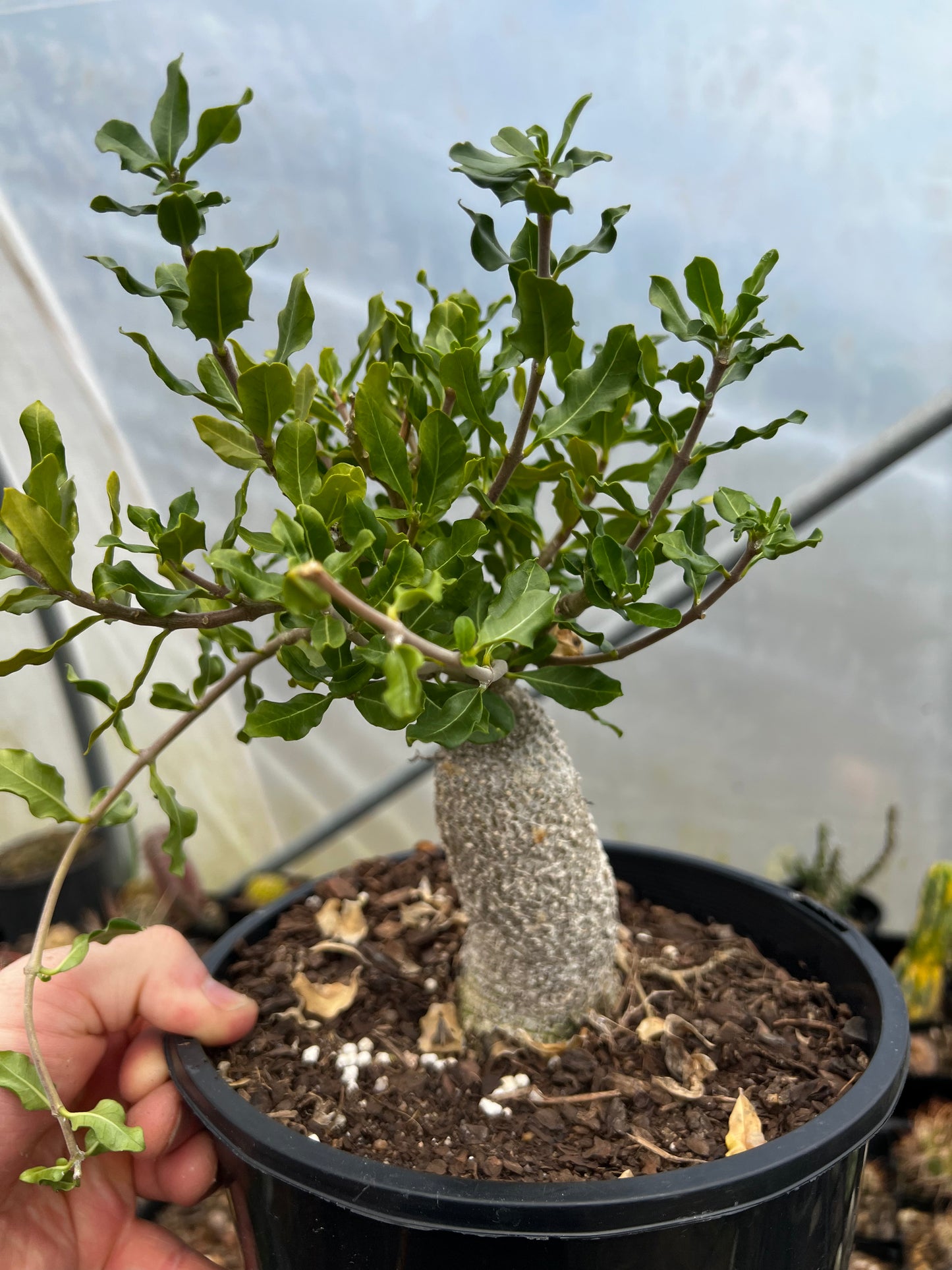 Fockea edulis XL