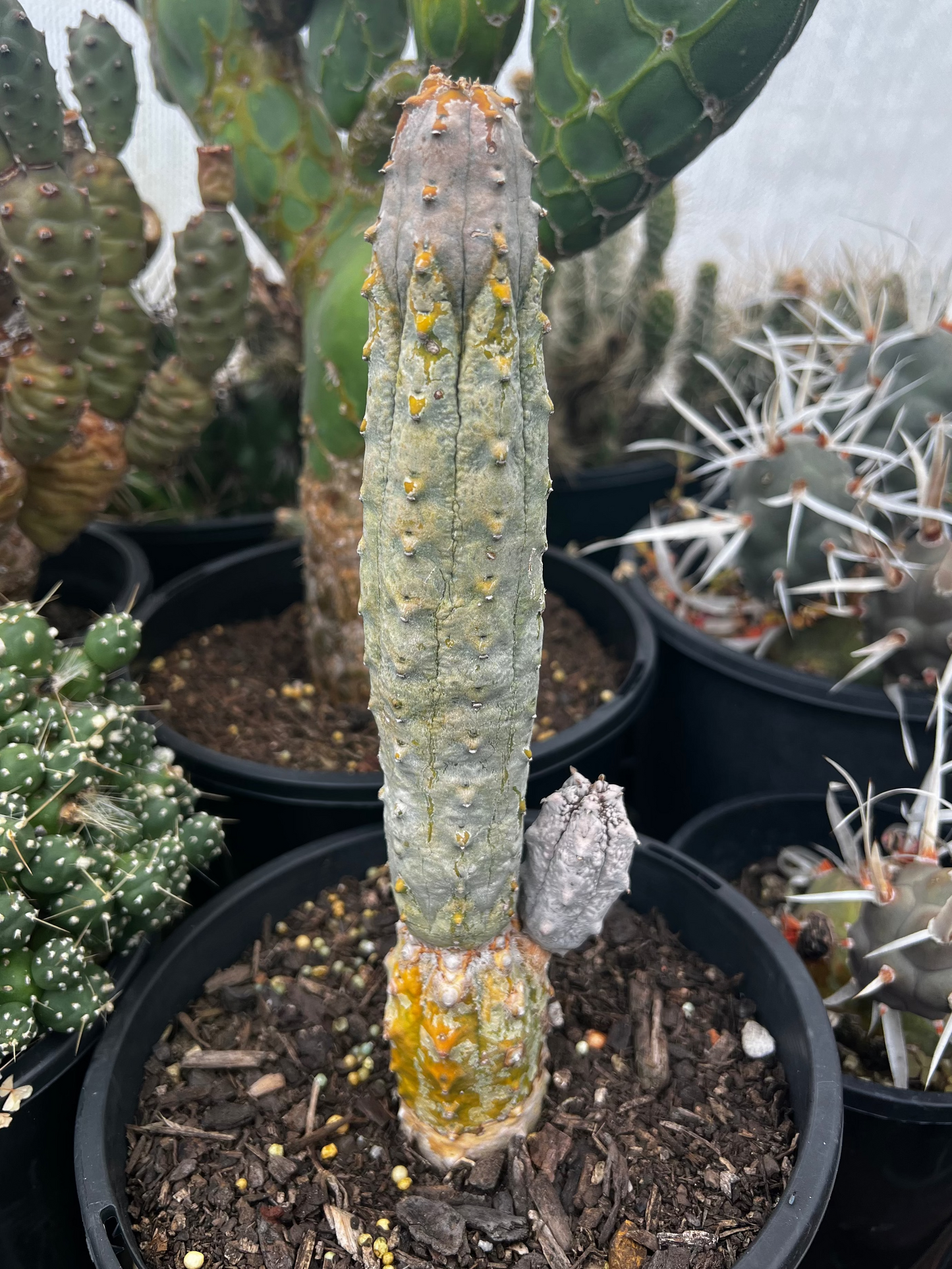 Euphorbia abdelkuri