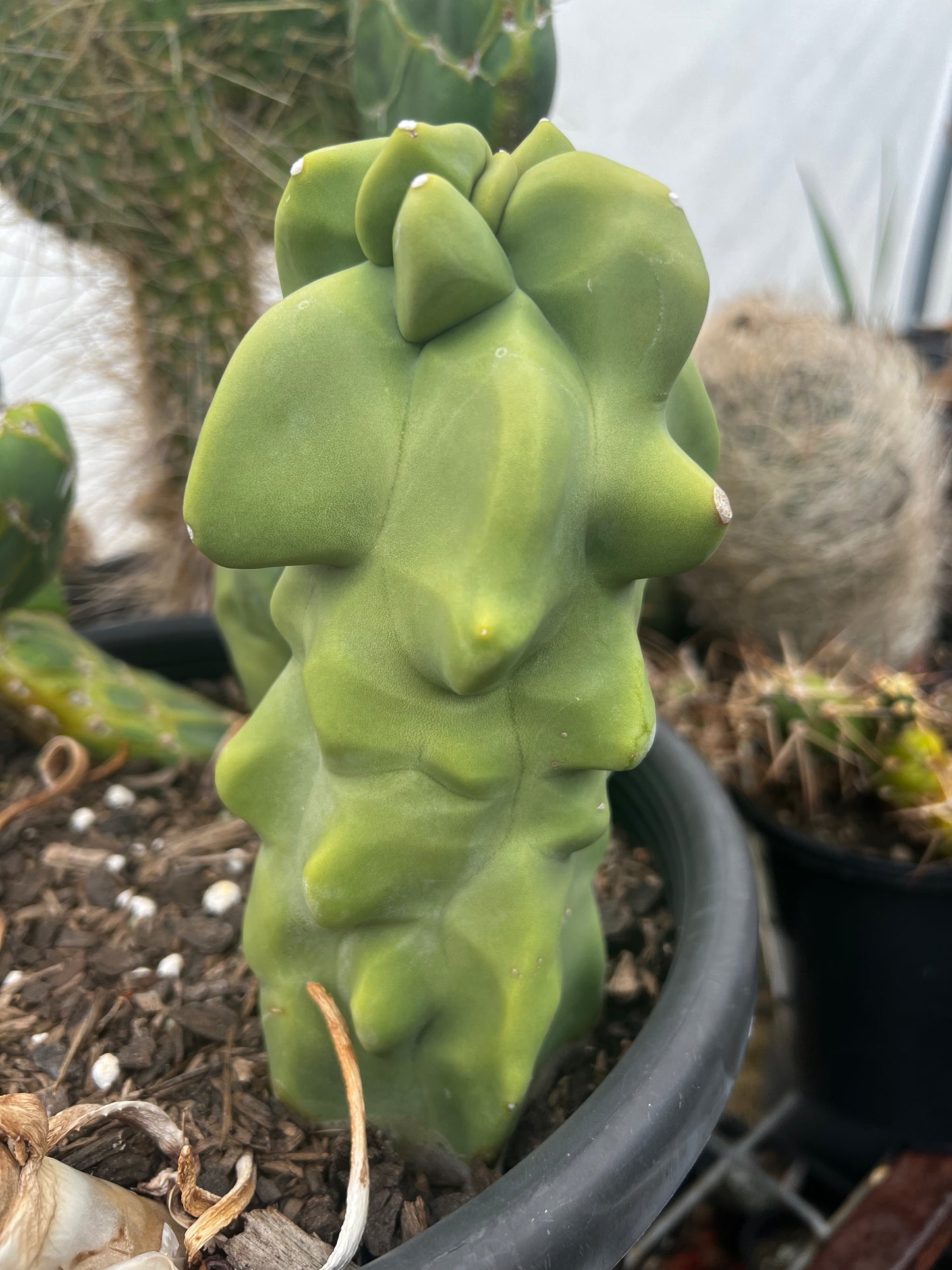 Lophocereus schotii f. monstrose