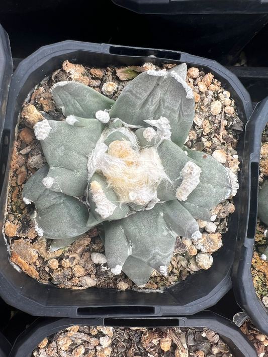 Ariocarpus trifinger