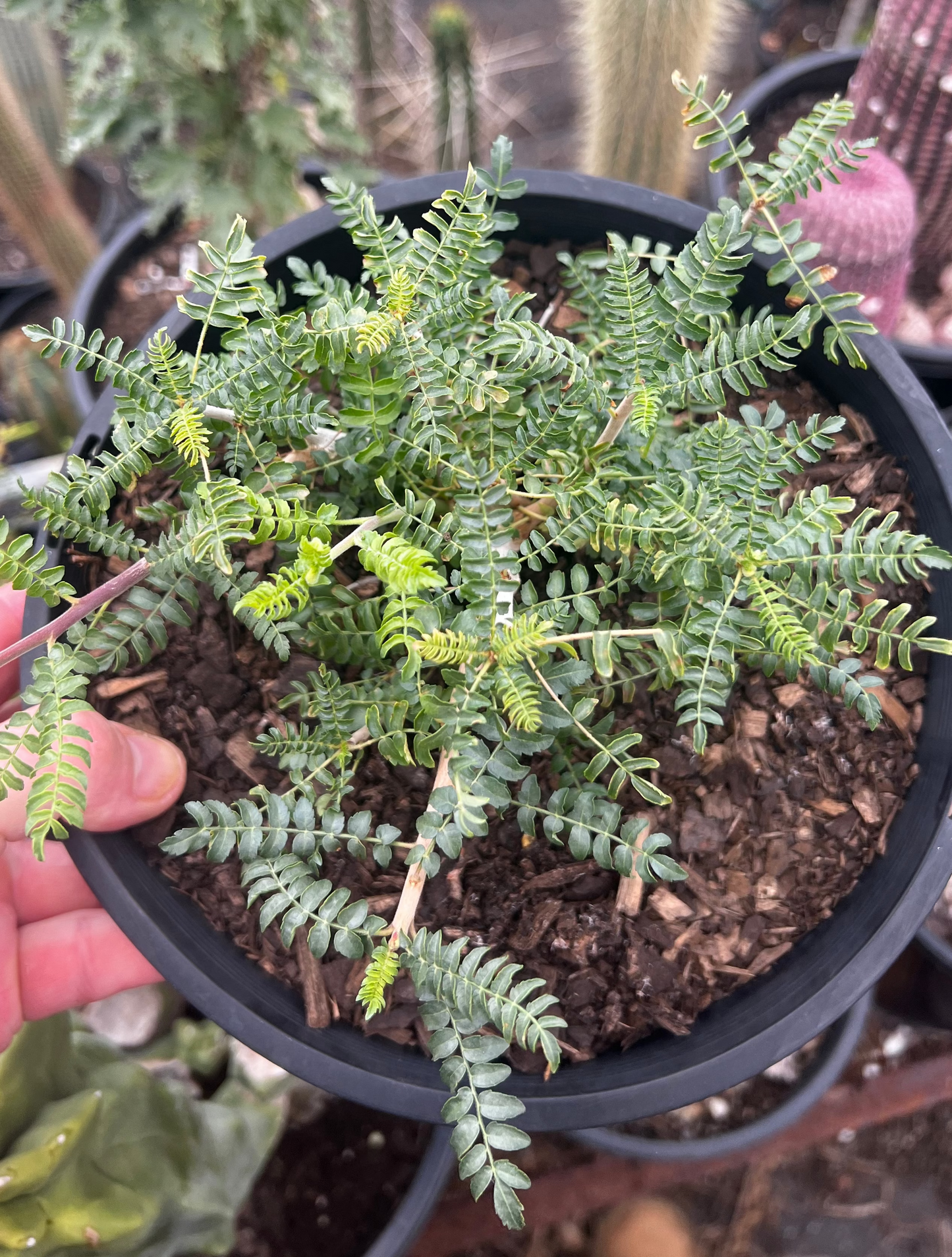 Boswellia neglecta LARGE