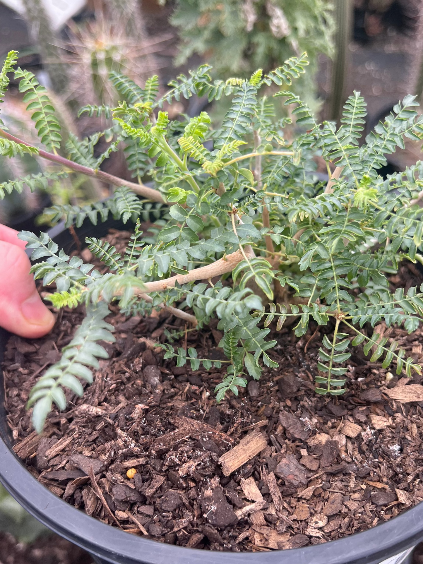 Boswellia neglecta LARGE