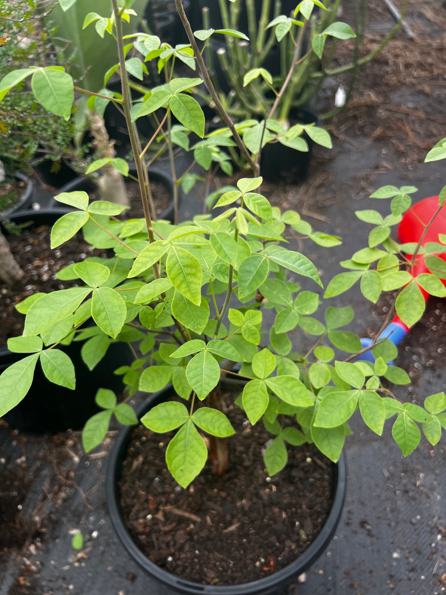 Commiphora mildbraedtii XL
