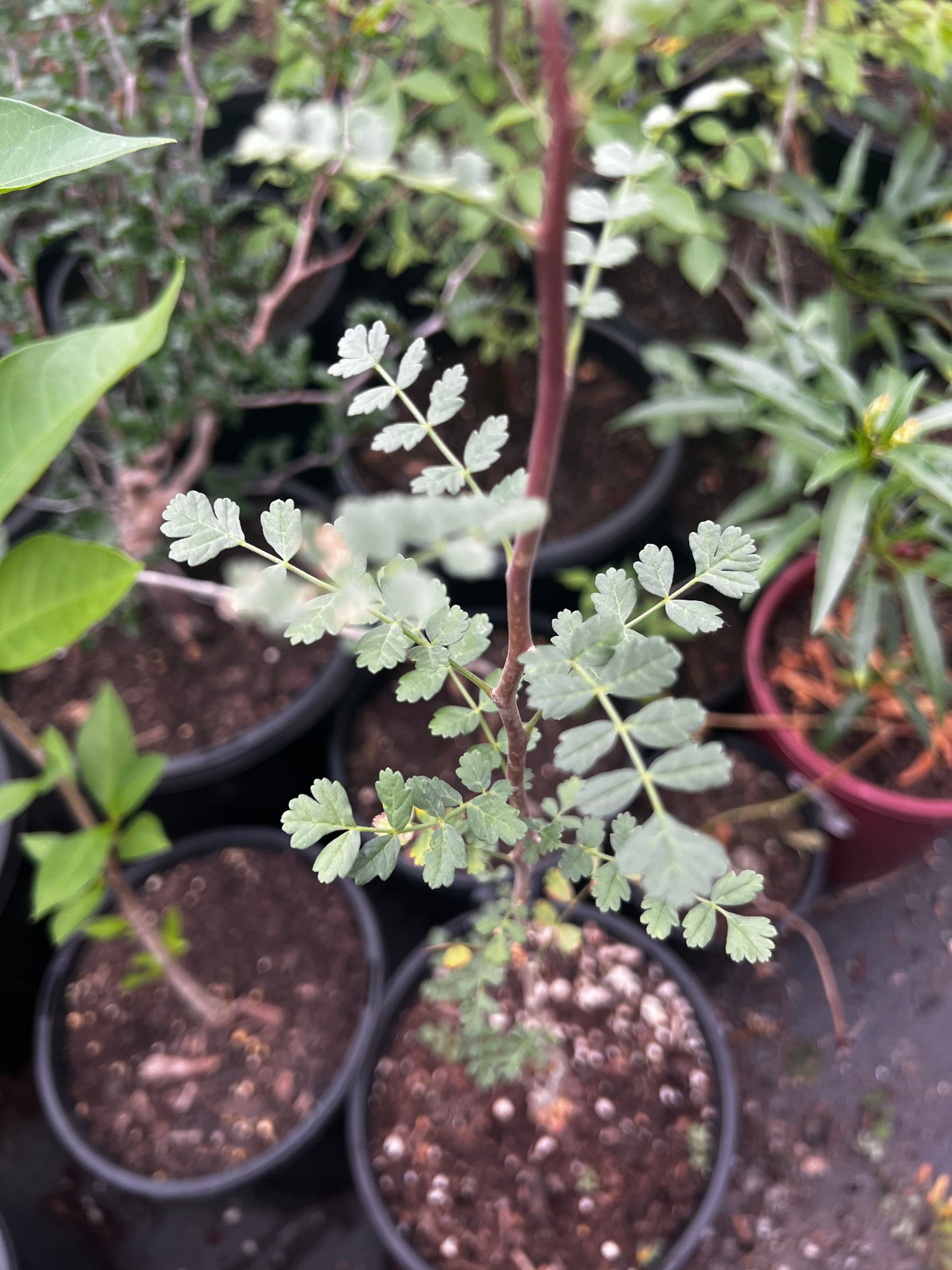 Pachycormus discolor