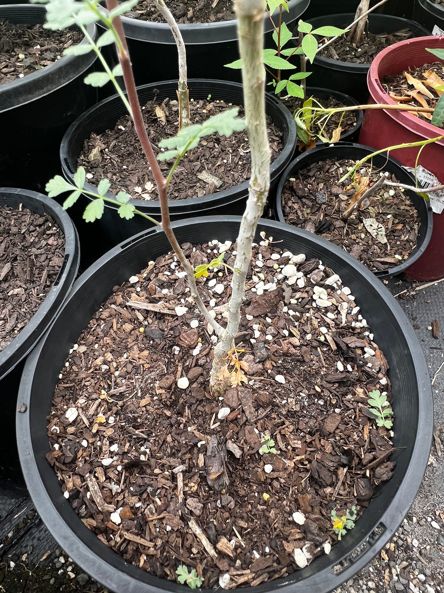 Pachycormus discolor