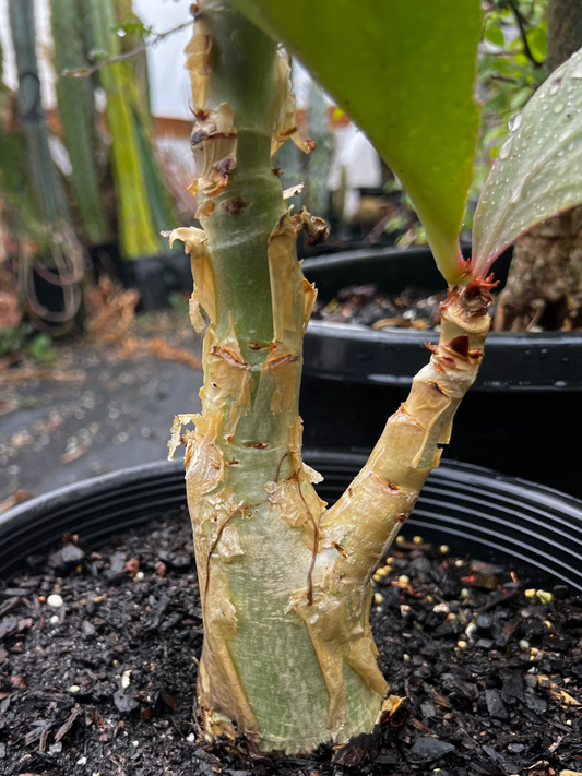 Cyphostemma juttae XL