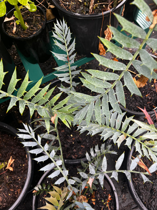 Encephalartos horridus X trispinosus LARGE
