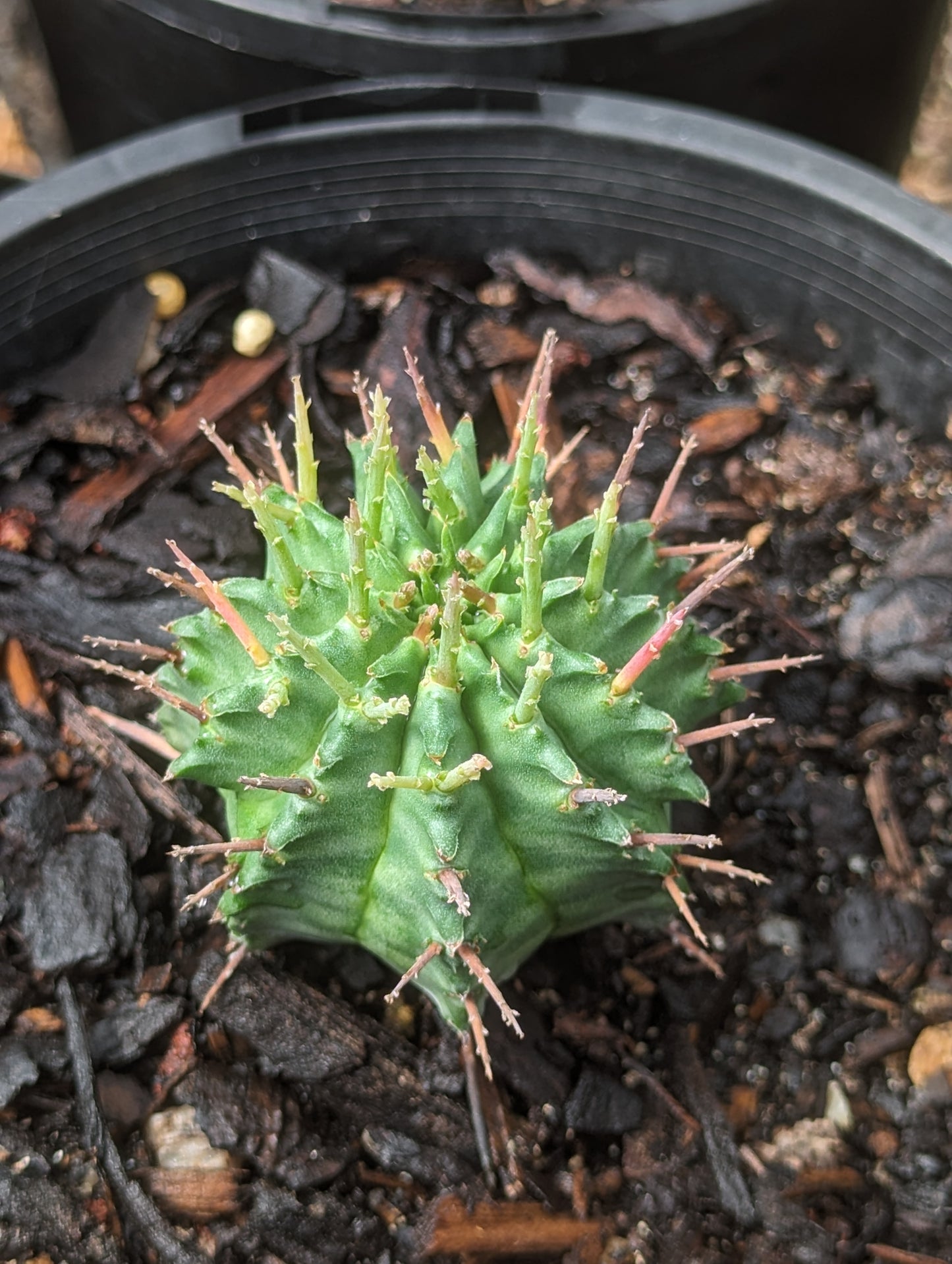 Euphorbia horrida v. major nova
