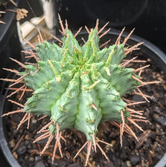 Euphorbia horrida v. major nova
